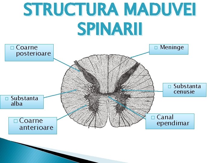 STRUCTURA MADUVEI SPINARII � Coarne posterioare � Meninge � � Substanta alba � Coarne