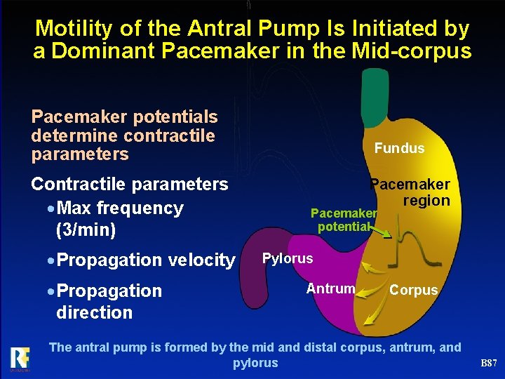Motility of the Antral Pump Is Initiated by a Dominant Pacemaker in the Mid-corpus