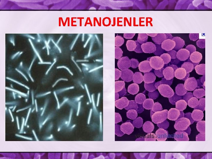 METANOJENLER 