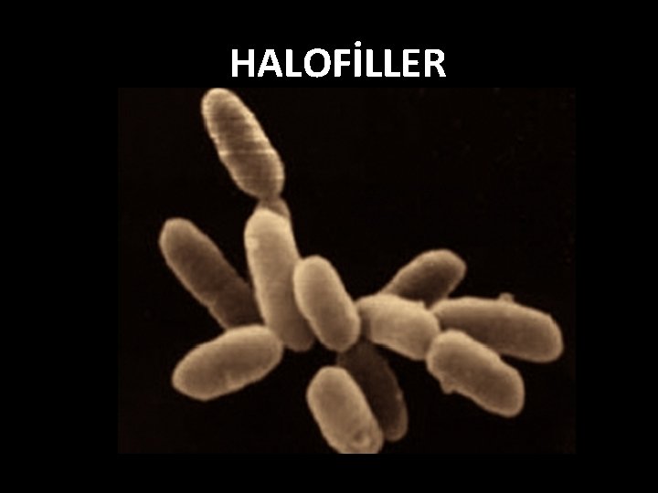 HALOFİLLER 