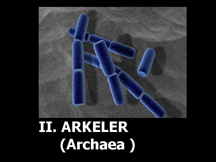 II. ARKELER (Archaea ) 