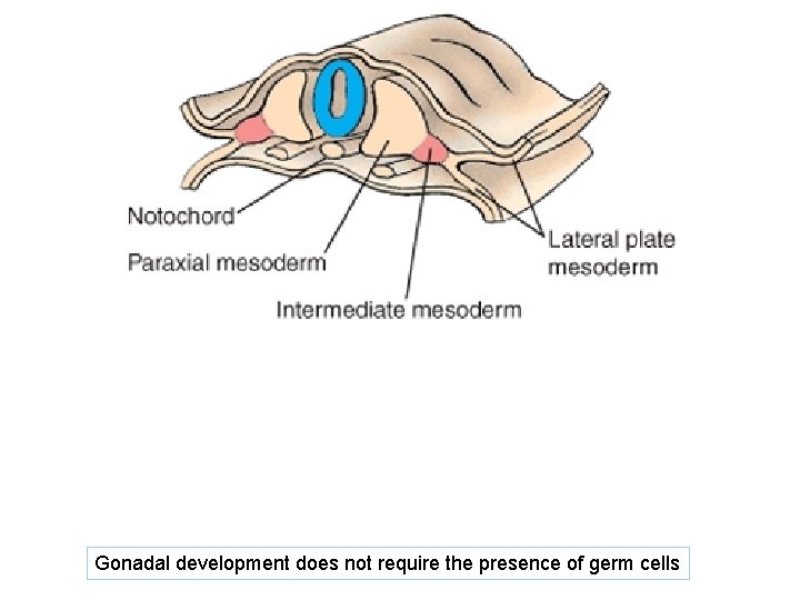 Gonadal development does not require the presence of germ cells 