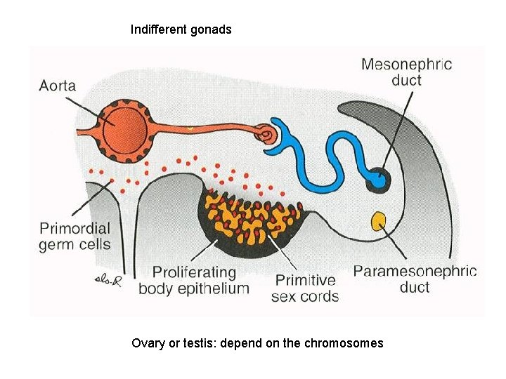 Indifferent gonads Ovary or testis: depend on the chromosomes 