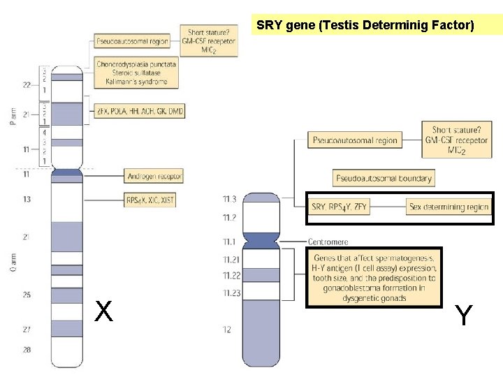 SRY gene (Testis Determinig Factor) X Y 