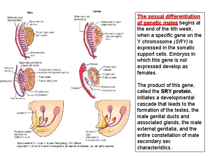 The sexual differentiation of genetic males begins at the end of the 6 th