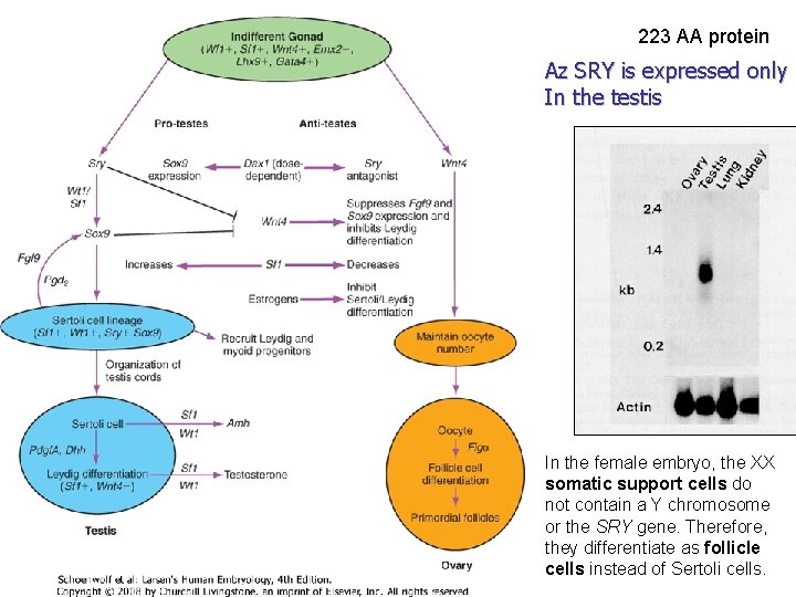 223 AA protein Az SRY is expressed only In the testis In the female