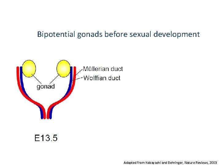 Bipotential gonads before sexual development Adapted from Kobayashi and Behringer, Nature Reviews, 2003 