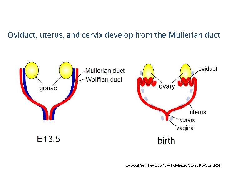 Oviduct, uterus, and cervix develop from the Mullerian duct Adapted from Kobayashi and Behringer,