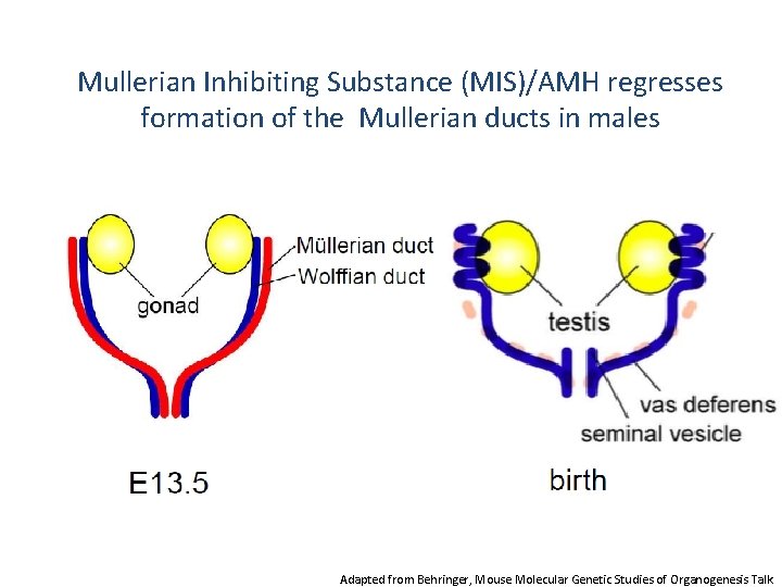 Mullerian Inhibiting Substance (MIS)/AMH regresses formation of the Mullerian ducts in males Adapted from