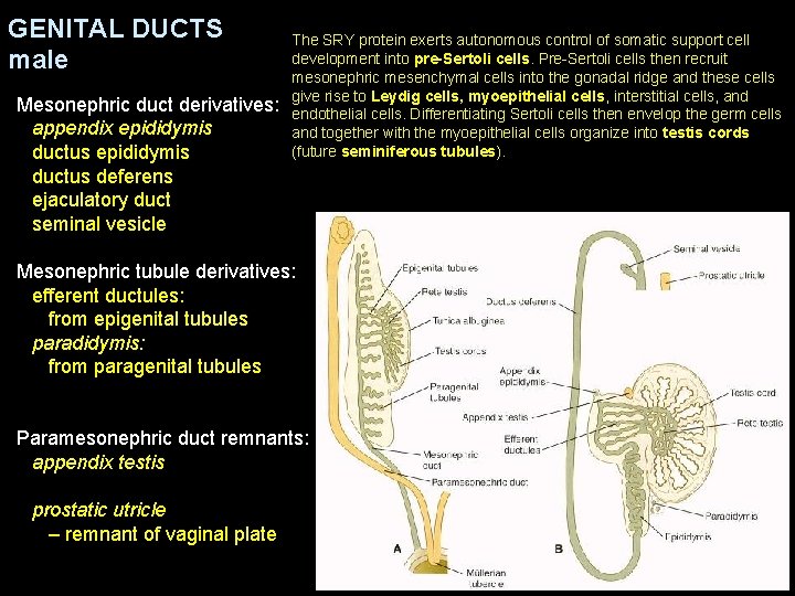 GENITAL DUCTS male Mesonephric duct derivatives: appendix epididymis ductus deferens ejaculatory duct seminal vesicle