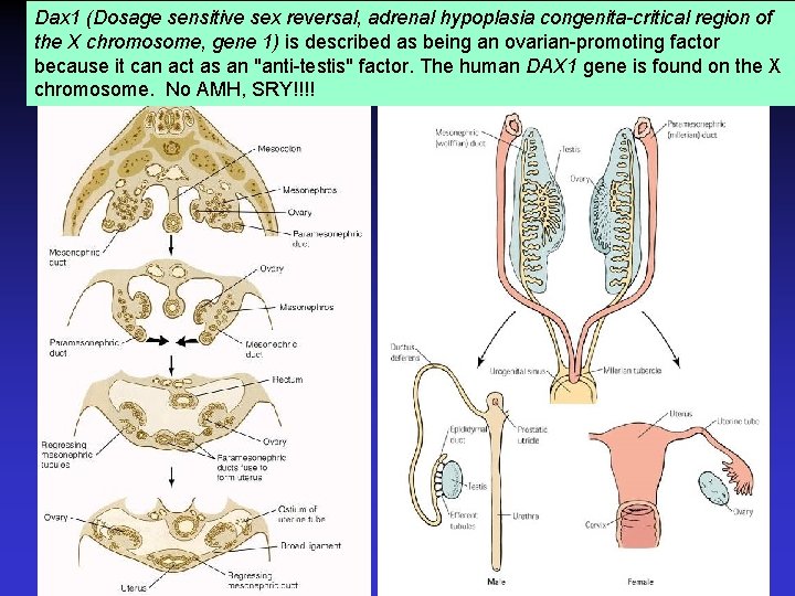 Dax 1 (Dosage sensitive sex reversal, adrenal hypoplasia congenita-critical region of the X chromosome,