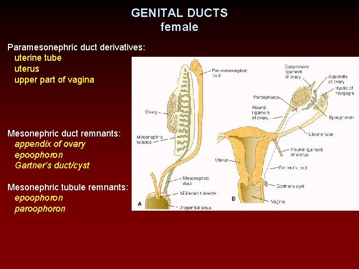 GENITAL DUCTS female Paramesonephric duct derivatives: uterine tube uterus upper part of vagina Mesonephric