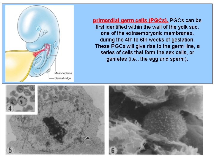 primordial germ cells (PGCs). PGCs can be first identified within the wall of the