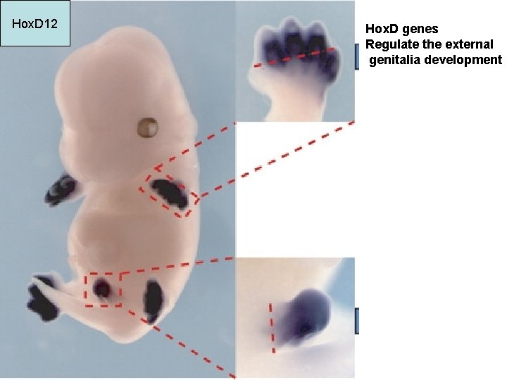 Hox. D 12 Hox. D genes Regulate the external genitalia development 