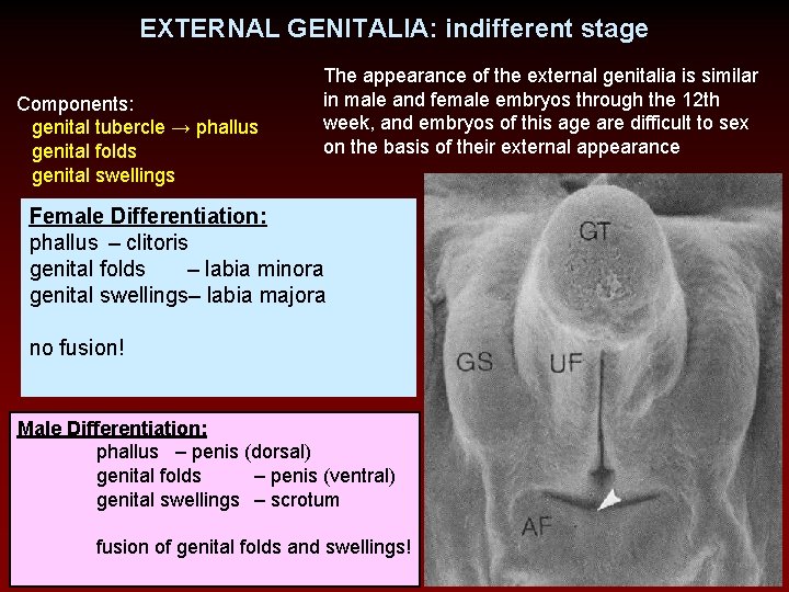 EXTERNAL GENITALIA: indifferent stage Components: genital tubercle → phallus genital folds genital swellings The