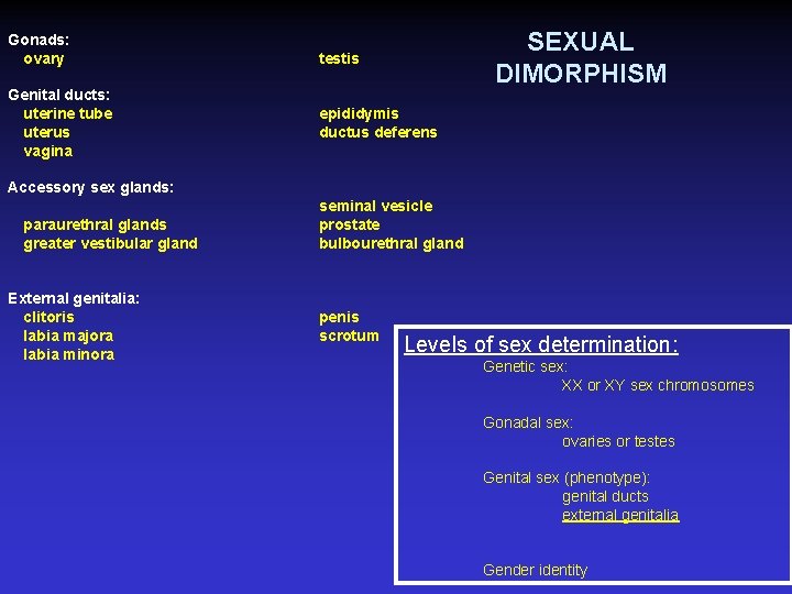 Gonads: ovary Genital ducts: uterine tube uterus vagina SEXUAL DIMORPHISM testis epididymis ductus deferens