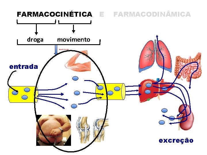 FARMACOCINÉTICA droga E FARMACODIN MICA movimento entrada excreção 