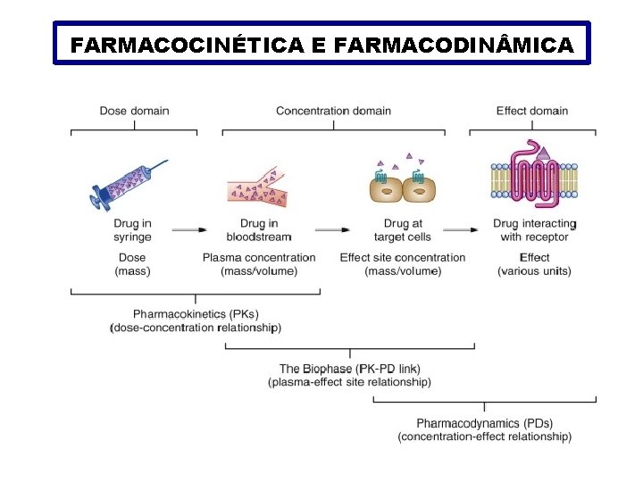 FARMACOCINÉTICA E FARMACODIN MICA 