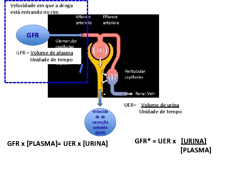 Velocidade em que a droga está entrando no rim GFR = Volume de plasma