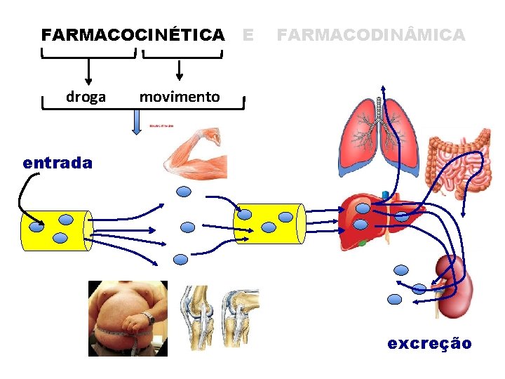 FARMACOCINÉTICA droga E FARMACODIN MICA movimento entrada excreção 
