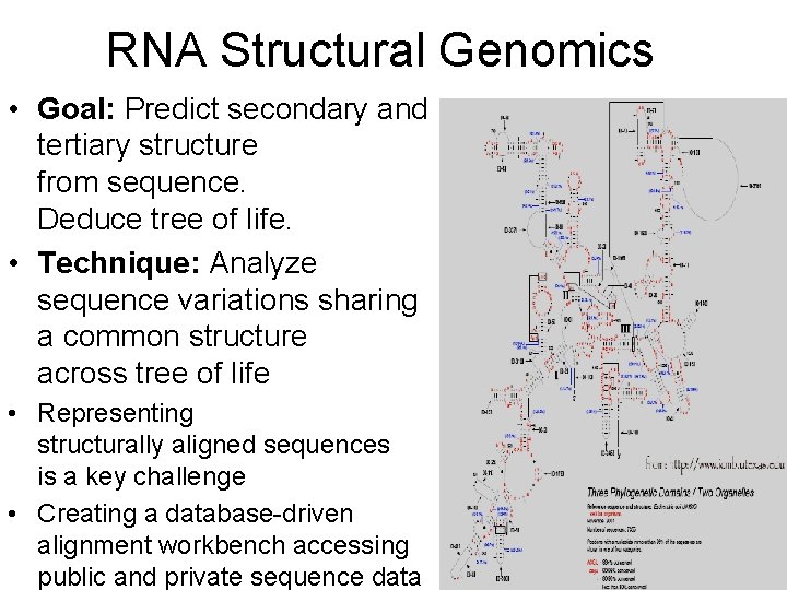 RNA Structural Genomics • Goal: Predict secondary and tertiary structure from sequence. Deduce tree