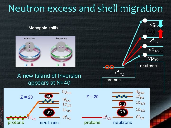 Neutron excess and shell migration ng 9/2 40 Monopole shifts nf 5/2 np 1/232