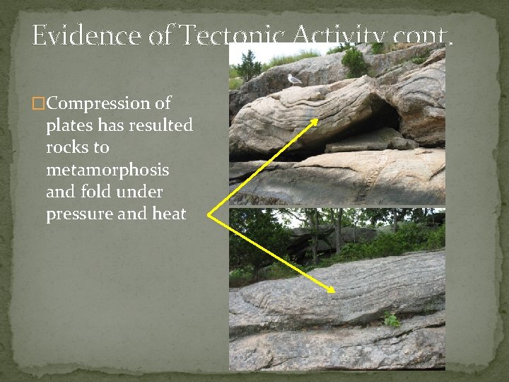 Evidence of Tectonic Activity cont. �Compression of plates has resulted rocks to metamorphosis and