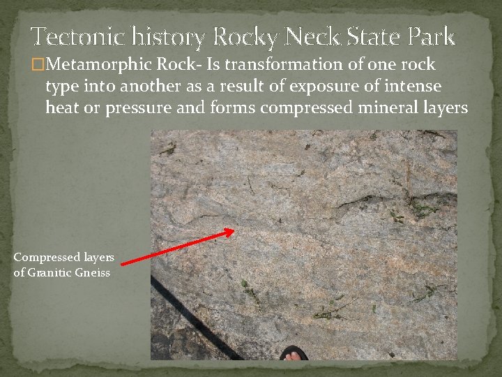 Tectonic history Rocky Neck State Park �Metamorphic Rock- Is transformation of one rock type