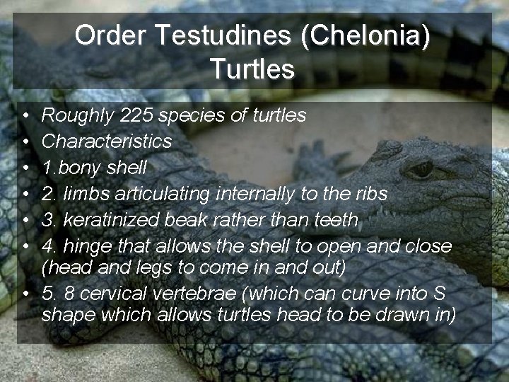 Order Testudines (Chelonia) Turtles • • • Roughly 225 species of turtles Characteristics 1.