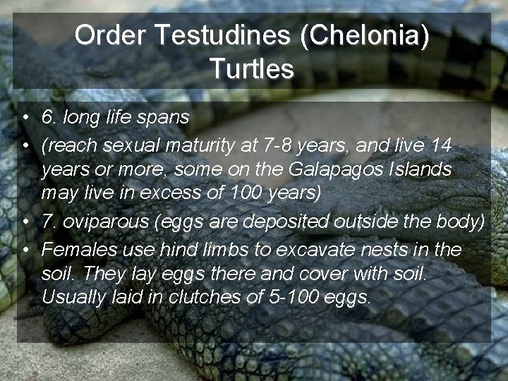 Order Testudines (Chelonia) Turtles • 6. long life spans • (reach sexual maturity at