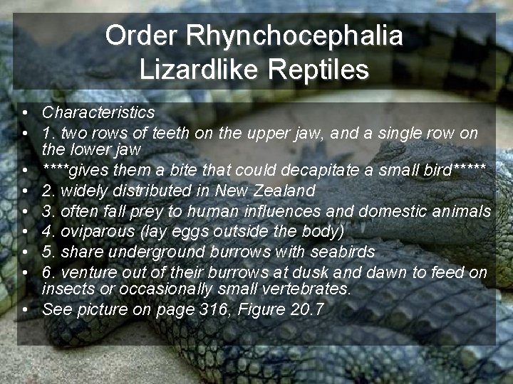 Order Rhynchocephalia Lizardlike Reptiles • Characteristics • 1. two rows of teeth on the