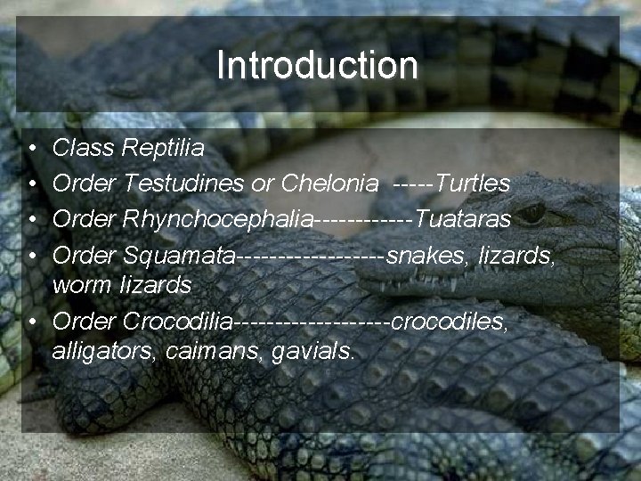 Introduction • • Class Reptilia Order Testudines or Chelonia -----Turtles Order Rhynchocephalia------Tuataras Order Squamata---------snakes,
