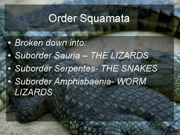 Order Squamata • • Broken down into: Suborder Sauria – THE LIZARDS Suborder Serpentes-