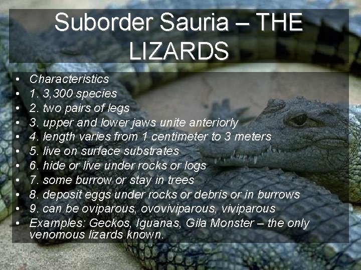 Suborder Sauria – THE LIZARDS • • • Characteristics 1. 3, 300 species 2.