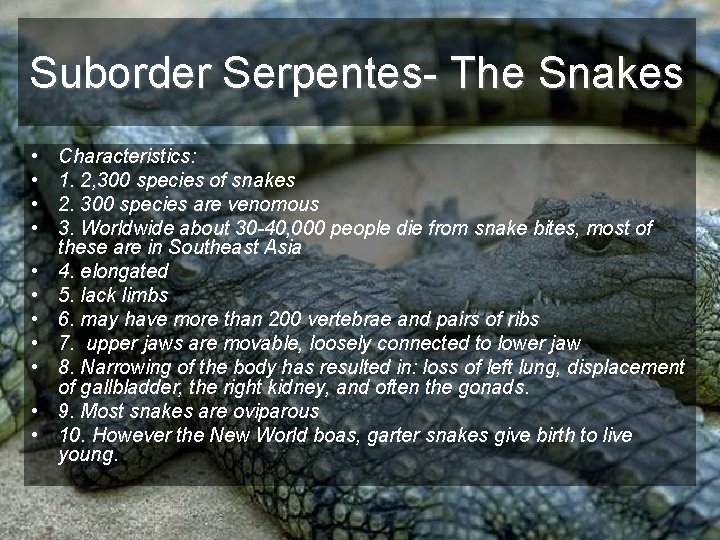 Suborder Serpentes- The Snakes • • • Characteristics: 1. 2, 300 species of snakes