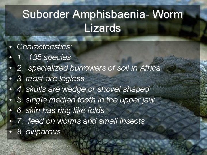 Suborder Amphisbaenia- Worm Lizards • • • Characteristics: 1. 135 species 2. specialized burrowers