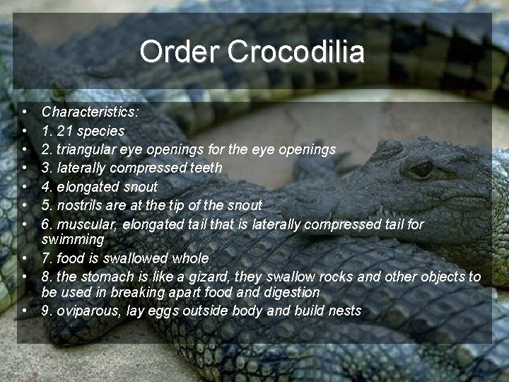 Order Crocodilia • • Characteristics: 1. 21 species 2. triangular eye openings for the