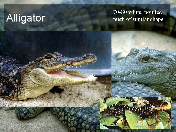 Alligator 70 -80 white, pointed teeth of similar shape 