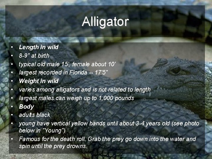 Alligator • • • Length in wild 8 -9" at birth typical old male