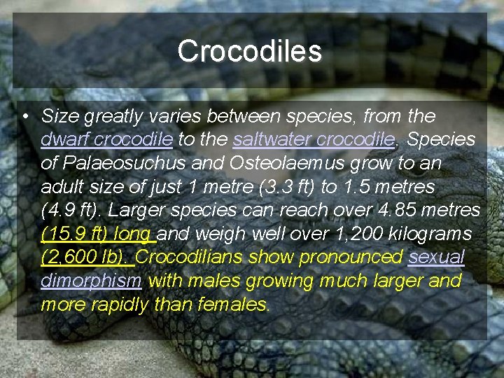 Crocodiles • Size greatly varies between species, from the dwarf crocodile to the saltwater
