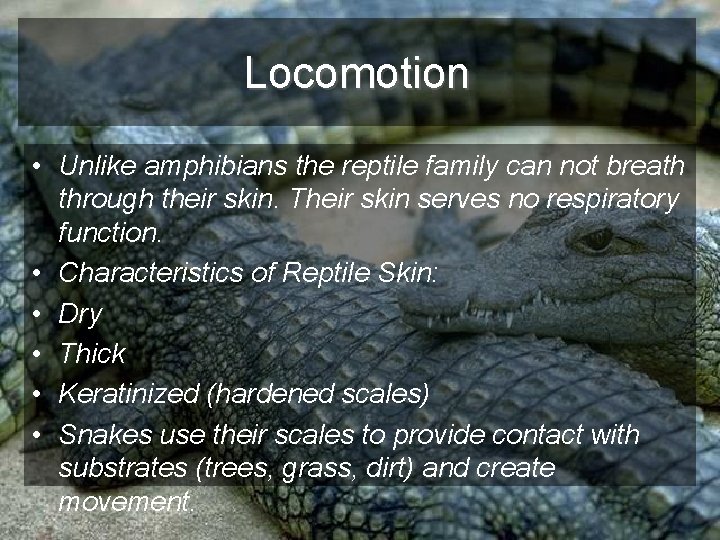 Locomotion • Unlike amphibians the reptile family can not breath through their skin. Their