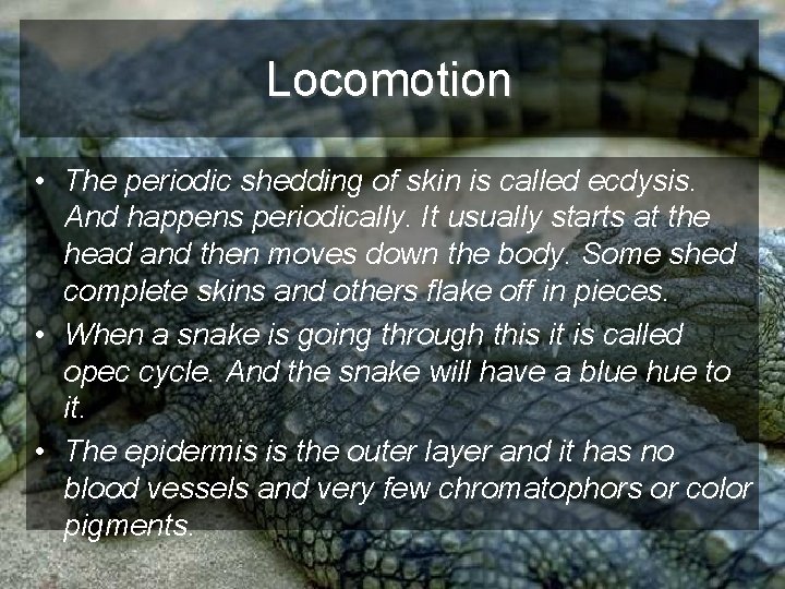 Locomotion • The periodic shedding of skin is called ecdysis. And happens periodically. It