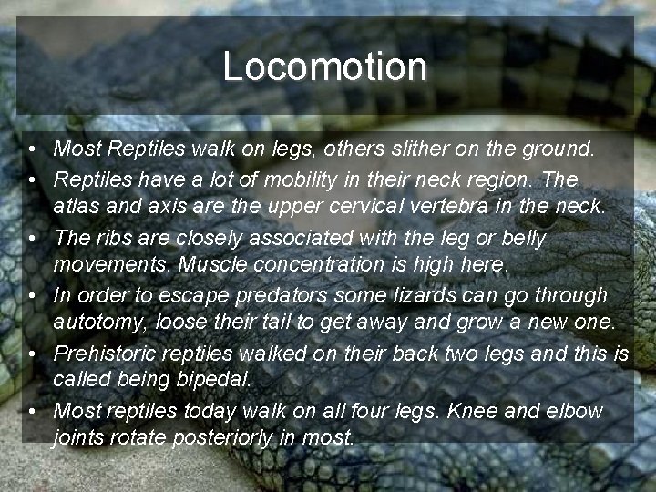 Locomotion • Most Reptiles walk on legs, others slither on the ground. • Reptiles