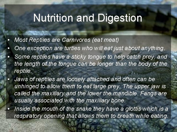 Nutrition and Digestion • Most Reptiles are Carnivores (eat meat) • One exception are