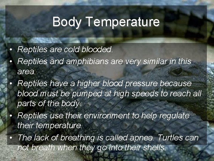 Body Temperature • Reptiles are cold blooded. • Reptiles and amphibians are very similar