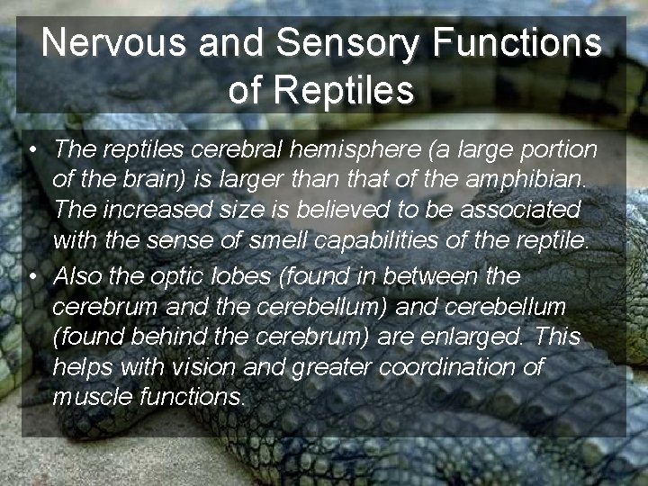 Nervous and Sensory Functions of Reptiles • The reptiles cerebral hemisphere (a large portion
