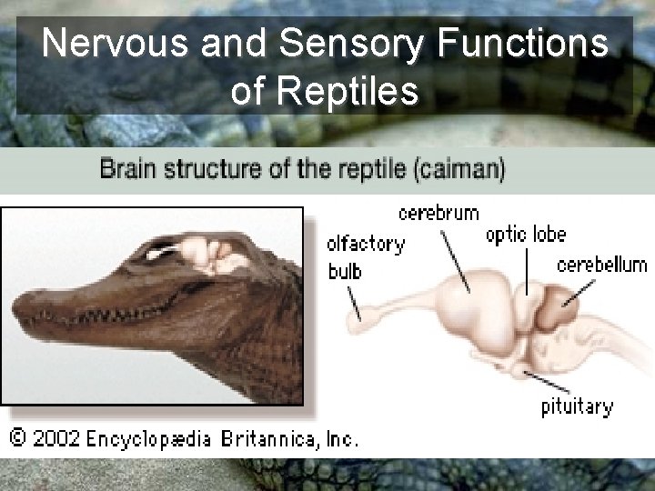 Nervous and Sensory Functions of Reptiles 