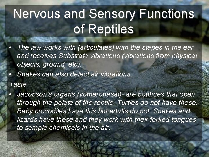 Nervous and Sensory Functions of Reptiles • The jaw works with (articulates) with the