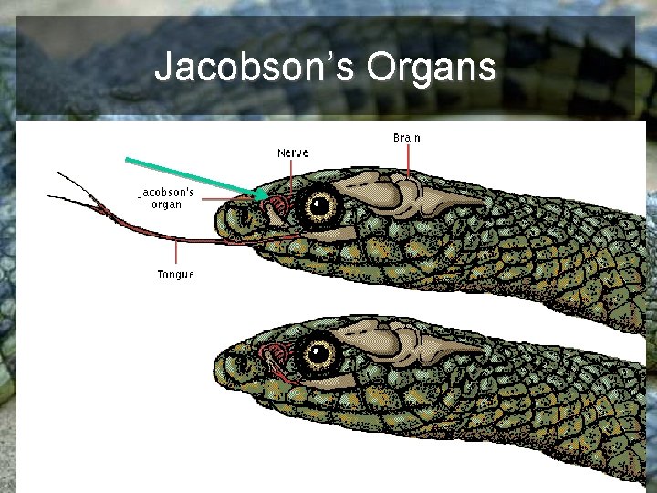 Jacobson’s Organs 