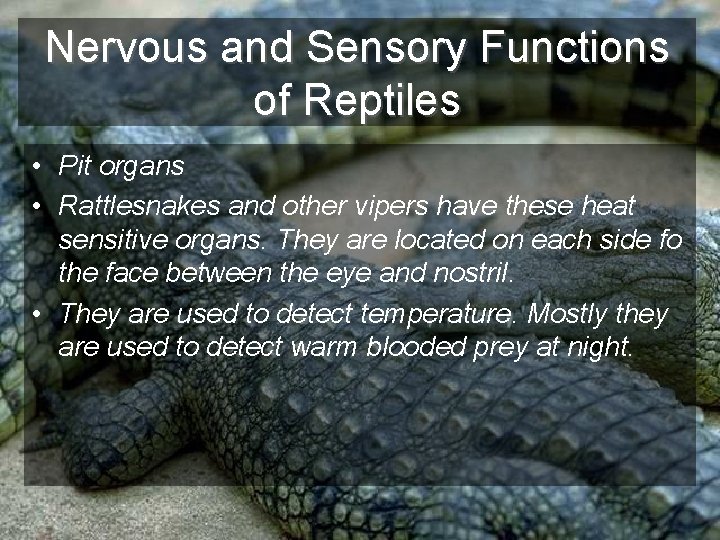 Nervous and Sensory Functions of Reptiles • Pit organs • Rattlesnakes and other vipers